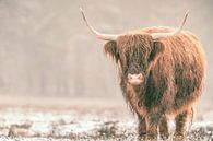 Portret van een Schotse hooglander in de sneeuw van Sjoerd van der Wal Fotografie thumbnail