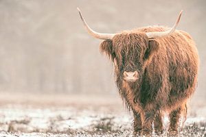 Portrait d'un bovin des Highlands écossais dans la neige sur Sjoerd van der Wal Photographie