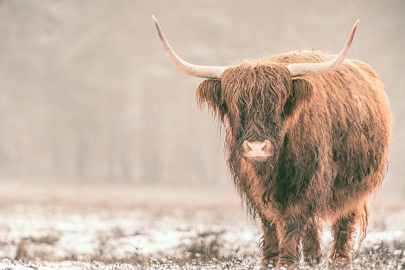 Portret van een Schotse hooglander in de sneeuw van Sjoerd van der Wal Fotografie