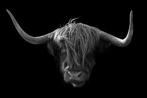 Scottish Highlander head by Humphry Jacobs