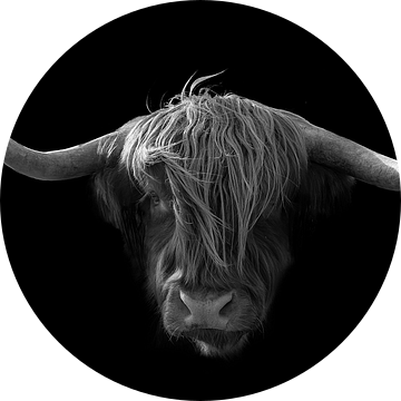 Schotse hooglander kop