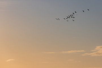 Vogels in de lucht bij zonsopkomst van Lydia