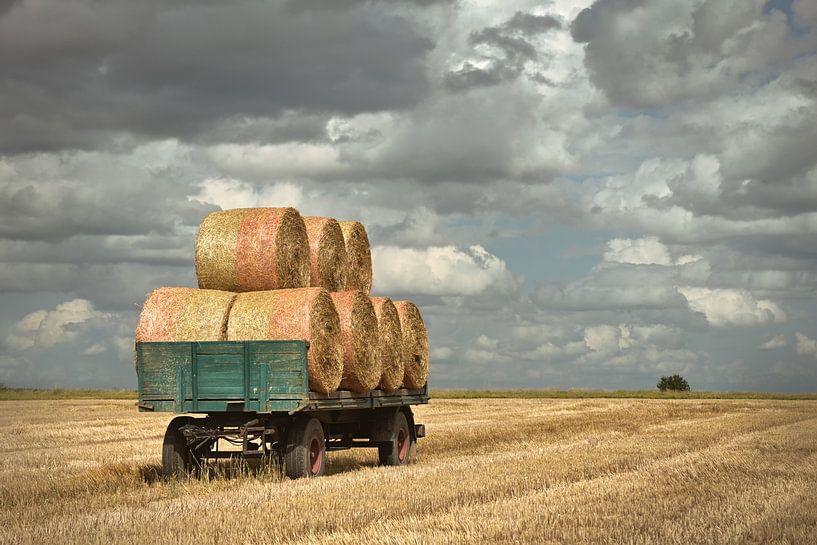 post-harvest by Dieter Beselt