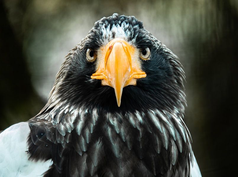 Steller's sea eagle by Jeroen Mikkers