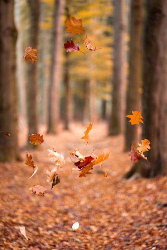 Falling leaves