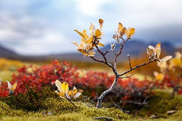 Herfst kleuren van John Groen