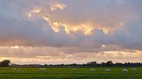 Schafe im Sonnenuntergang von Ronald Smits Miniaturansicht