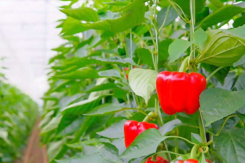 Rode paprika groeit op paprikaplanten in een kas van Sjoerd van der Wal Fotografie