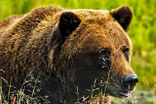 brown bear