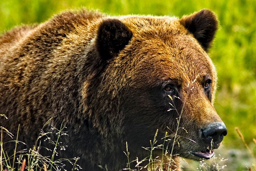 Braunbär von Eric van den Berg