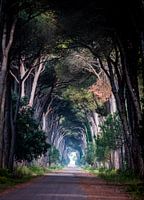 Tree Tunnel