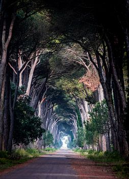 Tree Tunnel