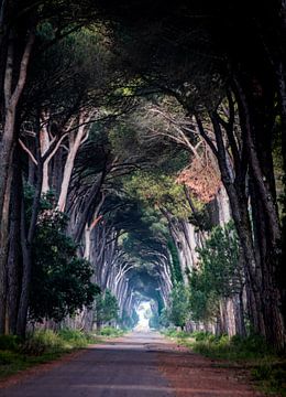 Tree Tunnel van Stefan Bauwens Photography