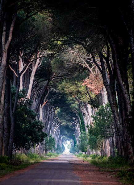 Baum-Tunnel von Stefan Bauwens Photography
