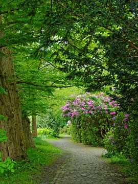 Wandeling in het park - de rododendron staat in bloei