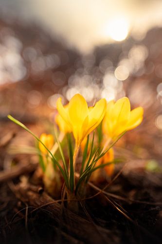 Lente Ontwaakt: Krokussen in het Gouden Licht van bart dirksen