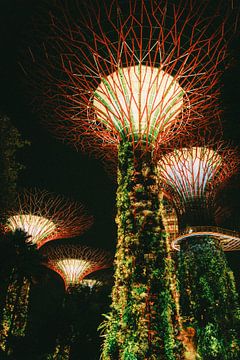 Licht en natuur: Superbomen in de Gardens by the Bay bij nacht van NZME Photography