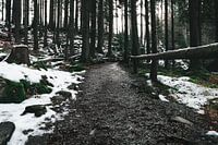 Chemin dans la forêt