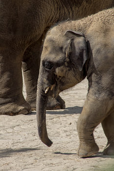 De machtige Aziatische Olifant