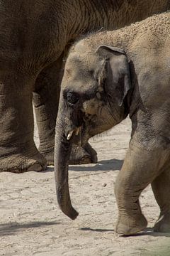 De machtige Aziatische Olifant van Selwyn Smeets - SaSmeets Photography