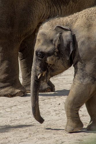 De machtige Aziatische Olifant