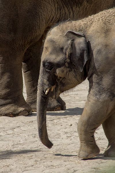 Le puissant éléphant d'Asie par Selwyn Smeets - SaSmeets Photography
