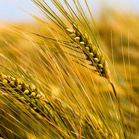 grainmonster von Arno Photo