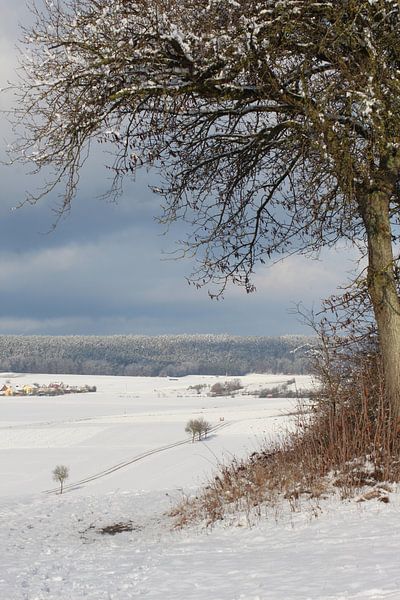 Baum im Winter mit Ausblick in sonnige Winterlandschaft von Martin Flechsig