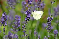 Weißer Schmetterling zwischen dem Lavendel von Marieke Luider Miniaturansicht