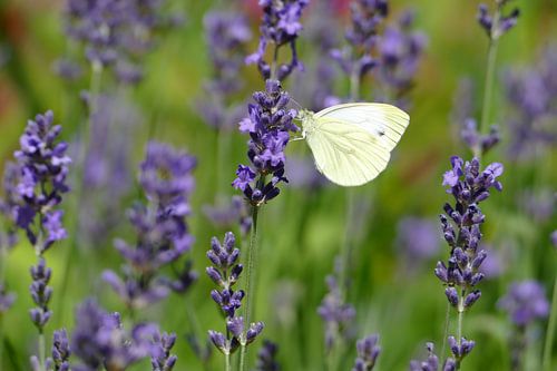 Weißer Schmetterling zwischen dem Lavendel