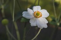 Weiße Blume mit grünem Hintergrund
