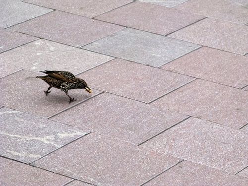 Een spreeuw op het perron