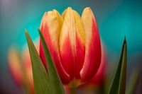 Tulip