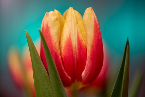 Tulipe