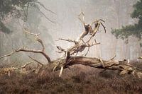 Stilleven in het bos