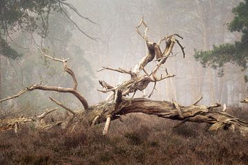 Stilleven in het bos van gooifotograaf