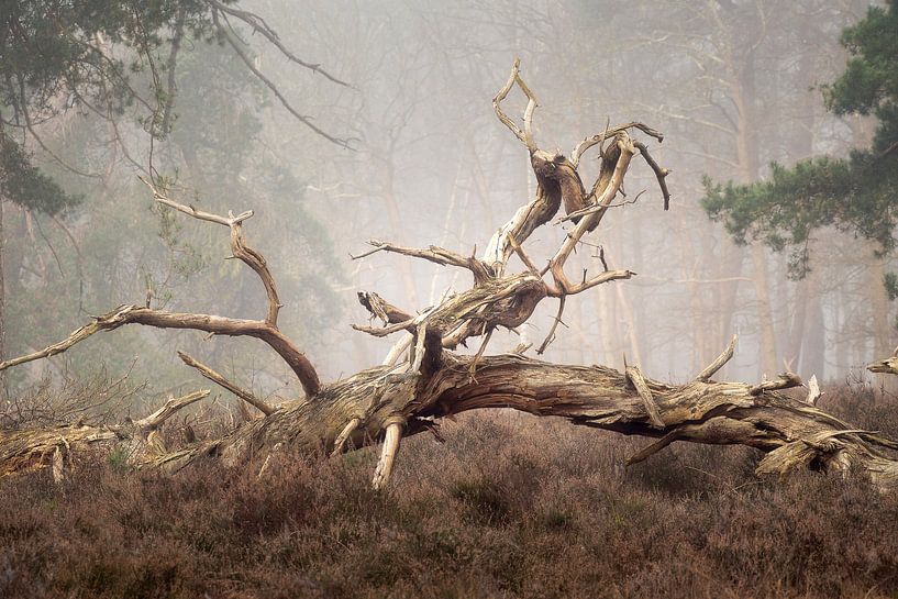 Nature morte dans la forêt par gooifotograaf