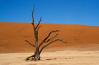 Dode Vormen - De Sentinel