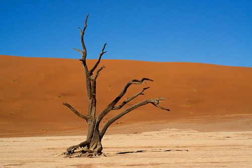 Dead Shapes - The Sentinel