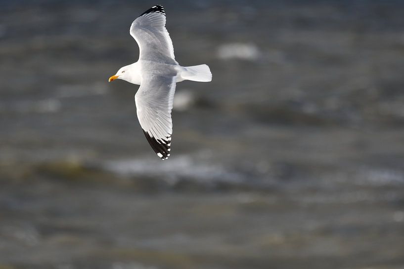 Black-headed gull in flight by Mirjam de Jongh