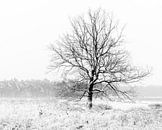 Ein einsamer Baum in einer Winterlandschaft. von Henk Van Nunen Fotografie Miniaturansicht