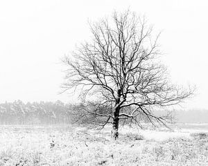 Een eenzame boom in een winters landschap.