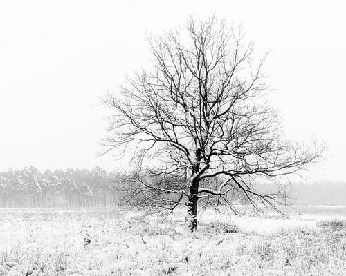 A solitary tree in a winter landscape.