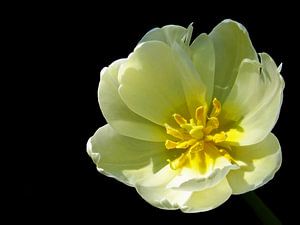 Mellow Yellow (Gelbe Tulpe)