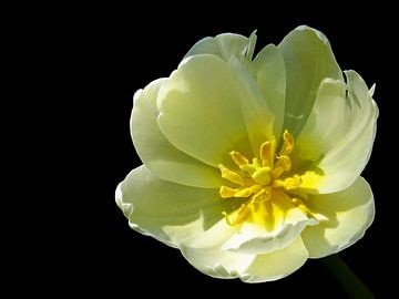 Mellow Yellow (Gele Tulp) van Caroline Lichthart