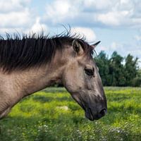 Portret konikpaard