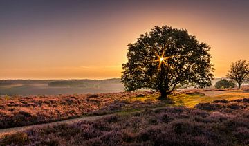 Zonsopkomst 'De Posbank' van Patrick Rodink