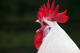 Der Hahn von Jaap De Vries