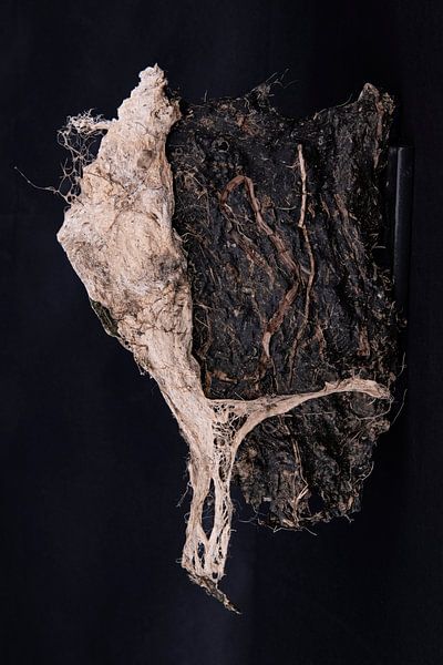 Algae II by Guido Van den Troost
