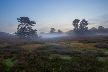 Misty heather by Francois Debets